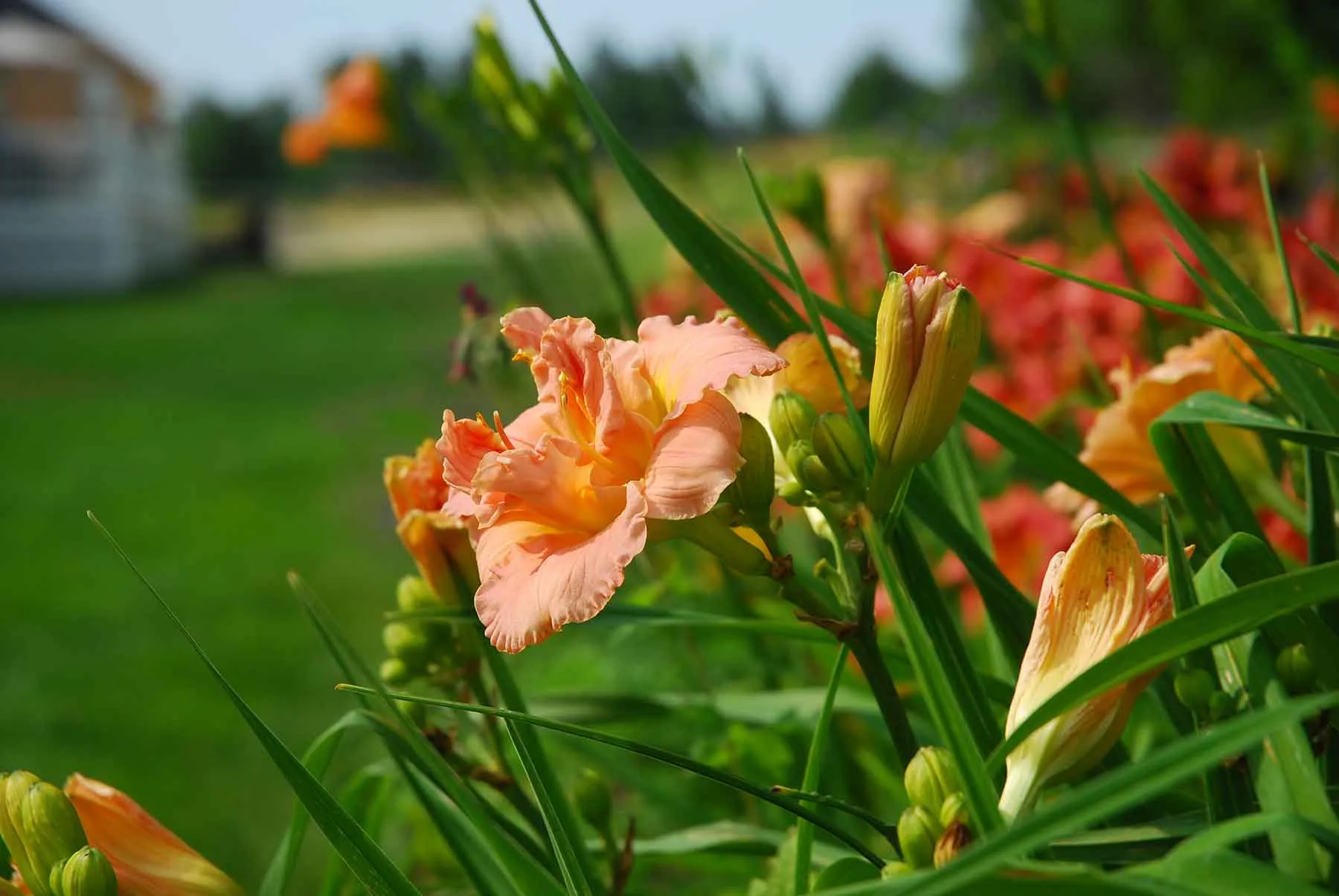 A very cool penguin!